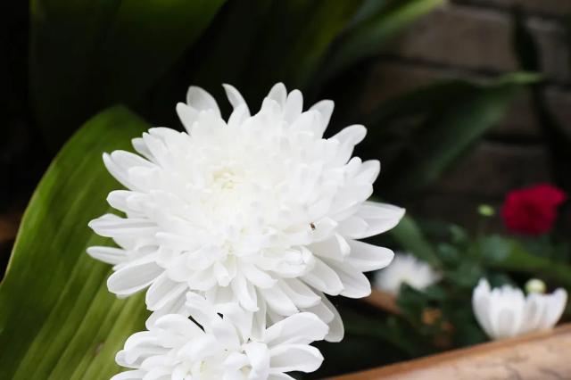 B737ECDE4CCF2DBF339C4A1232E_6B0417CF_5F1B